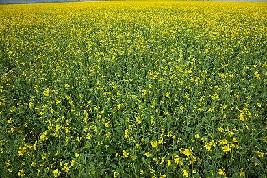 炸弹人大逃杀游戏《超级炸弹人R OL》今日停服